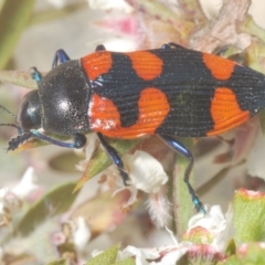 Castiarina thomsoni at Tinderry, NSW - 17 Dec 2022