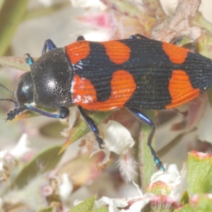 Castiarina thomsoni at Tinderry, NSW - 17 Dec 2022 02:17 PM