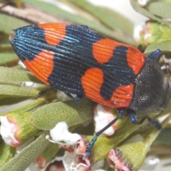 Castiarina thomsoni at Tinderry, NSW - 17 Dec 2022 02:17 PM