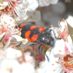 Castiarina thomsoni at Tinderry, NSW - 17 Dec 2022 02:17 PM