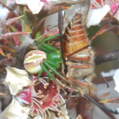 Australomisidia rosea (Rosy Flower Spider) at Tinderry, NSW - 17 Dec 2022 by Harrisi