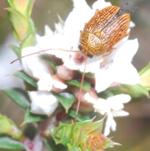 Cadmus sp. (genus) at Tinderry, NSW - 17 Dec 2022