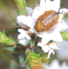 Cadmus sp. (genus) at Tinderry, NSW - 17 Dec 2022