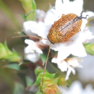 Cadmus sp. (genus) at Tinderry, NSW - 17 Dec 2022