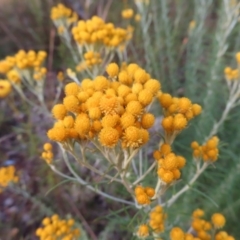 Chrysocephalum semipapposum (Clustered Everlasting) at Red Hill, ACT - 16 Dec 2022 by MatthewFrawley