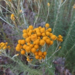 Chrysocephalum semipapposum at Red Hill, ACT - 17 Dec 2022