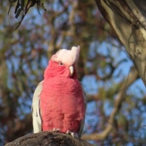 Eolophus roseicapilla at Red Hill, ACT - 17 Dec 2022 06:26 AM