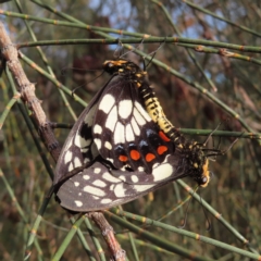 Papilio anactus (Dainty Swallowtail) at Red Hill, ACT - 17 Dec 2022 by MatthewFrawley
