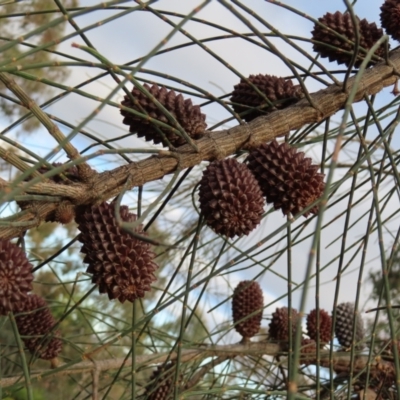 Allocasuarina verticillata (Drooping Sheoak) at Red Hill, ACT - 17 Dec 2022 by MatthewFrawley