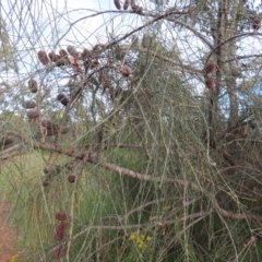 Allocasuarina verticillata at Red Hill, ACT - 17 Dec 2022 07:07 AM