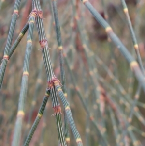 Allocasuarina verticillata at Red Hill, ACT - 17 Dec 2022