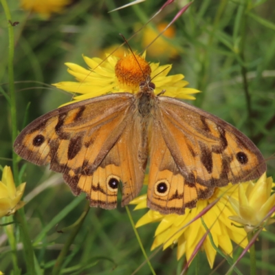 Heteronympha merope (Common Brown Butterfly) at Red Hill, ACT - 17 Dec 2022 by MatthewFrawley