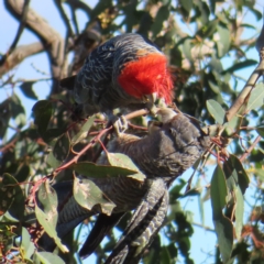 Callocephalon fimbriatum (Gang-gang Cockatoo) at Deakin, ACT - 17 Dec 2022 by MatthewFrawley