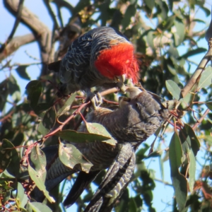 Callocephalon fimbriatum at Deakin, ACT - suppressed