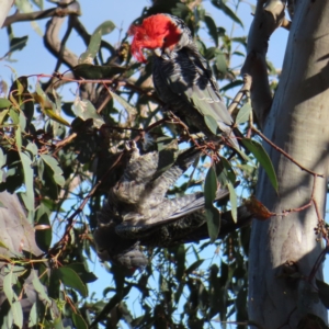 Callocephalon fimbriatum at Deakin, ACT - suppressed