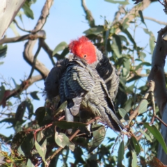 Callocephalon fimbriatum at Deakin, ACT - suppressed