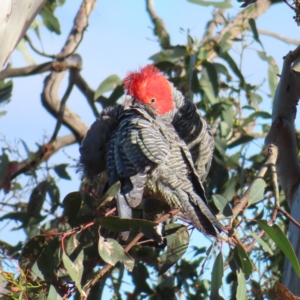 Callocephalon fimbriatum at Deakin, ACT - suppressed