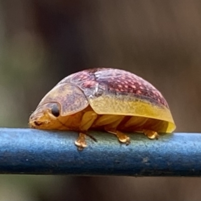 Paropsisterna decolorata (A Eucalyptus leaf beetle) at Bundanoon, NSW - 29 Nov 2021 by GlossyGal