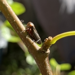 Eurymeloides minuta (Gumtree leafhopper) at Fisher, ACT - 17 Dec 2022 by Vera