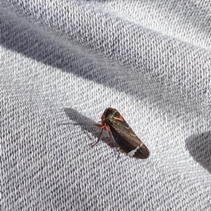 Eurymeloides minuta at Fisher, ACT - 17 Dec 2022