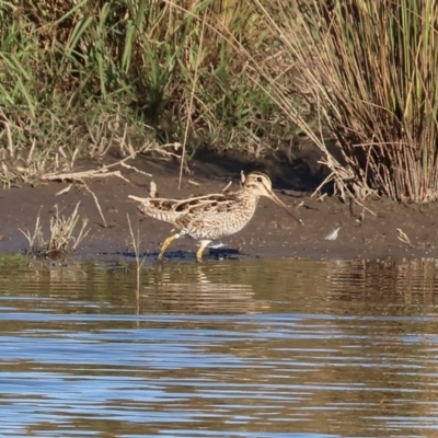 Gallinago hardwickii (Latham's Snipe) at Wodonga, VIC - 17 Dec 2022 by KylieWaldon