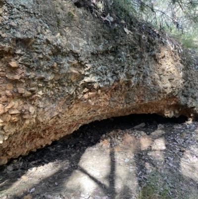 Unidentified Fossil / Geological Feature at Mount Jerrabomberra QP - 17 Dec 2022 by Mavis