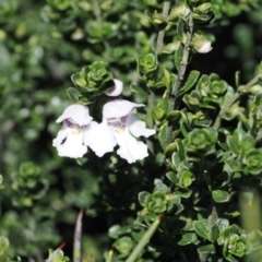Prostanthera cuneata (Alpine Mint Bush) at Thredbo, NSW - 13 Dec 2022 by RAllen