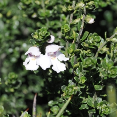 Prostanthera cuneata (Alpine Mint Bush) at Thredbo, NSW - 13 Dec 2022 by RAllen
