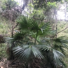 Livistona australis (Australian Cabbage Palm) at Depot Beach, NSW - 30 Nov 2022 by Tapirlord