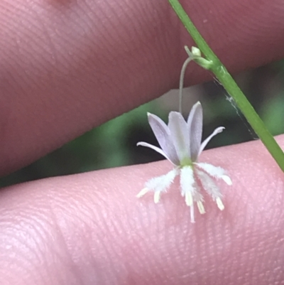 Arthropodium sp. South-east Highlands (N.G.Walsh 811) Vic. Herbarium at Depot Beach, NSW - 30 Nov 2022 by Tapirlord