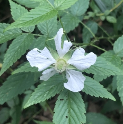 Rubus rosifolius (Rose-leaf Bramble) at Depot Beach, NSW - 30 Nov 2022 by Tapirlord