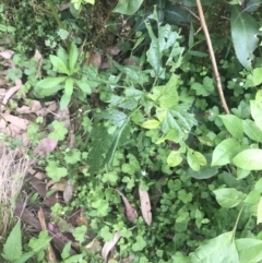 Urtica incisa (Stinging Nettle) at Depot Beach, NSW - 30 Nov 2022 by Tapirlord