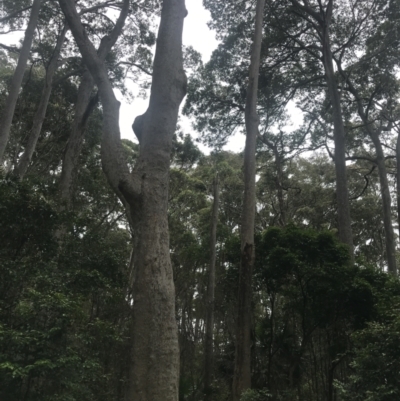 Corymbia maculata (Spotted Gum) at Broulee, NSW - 30 Nov 2022 by Tapirlord