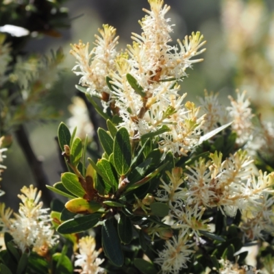 Orites lancifolius (Alpine Orites) at Kosciuszko National Park, NSW - 12 Dec 2022 by RAllen