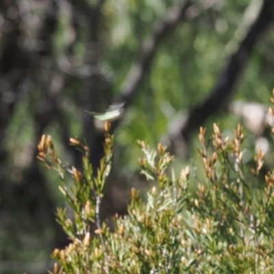 Graphium macleayanum (Macleay's Swallowtail) at Kosciuszko National Park - 12 Dec 2022 by RAllen