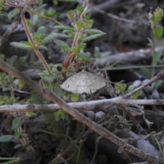 Unidentified Geometer moth (Geometridae) at High Range, NSW - 24 Nov 2022 by GlossyGal