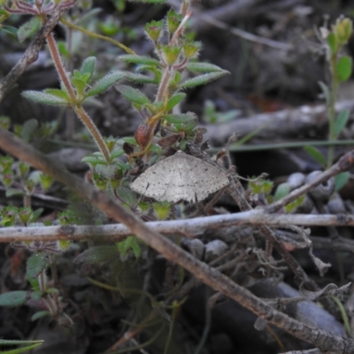 Unidentified Geometer moth (Geometridae) at High Range, NSW - 24 Nov 2022 by GlossyGal