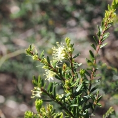 Phebalium squamulosum subsp. ozothamnoides (Alpine Phebalium, Scaly Phebalium) at Kosciuszko National Park, NSW - 13 Dec 2022 by RAllen
