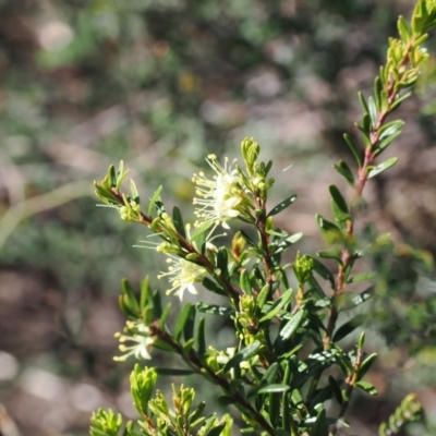 Phebalium squamulosum subsp. ozothamnoides (Alpine Phebalium, Scaly Phebalium) at Kosciuszko National Park, NSW - 13 Dec 2022 by RAllen