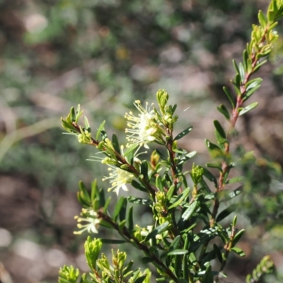 Phebalium squamulosum subsp. ozothamnoides (Alpine Phebalium, Scaly Phebalium) at Kosciuszko National Park, NSW - 12 Dec 2022 by RAllen