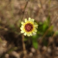 Tolpis barbata (Yellow Hawkweed) at Coree, ACT - 17 Dec 2022 by RobynHall