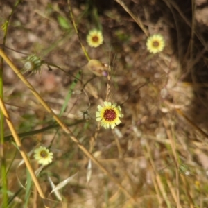 Tolpis barbata at Coree, ACT - 18 Dec 2022