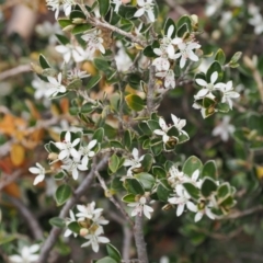 Nematolepis ovatifolia at Jacobs River, NSW - 13 Dec 2022 by RAllen