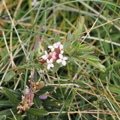 Pimelea alpina (Alpine Rice-flower) at Jacobs River, NSW - 13 Dec 2022 by RAllen