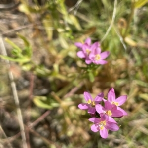 Centaurium tenuiflorum at Lake George, NSW - 17 Dec 2022