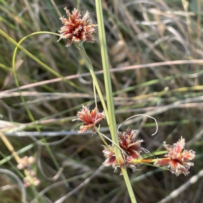 Cyperus lhotskyanus (A Sedge) at Lake George, NSW - 17 Dec 2022 by JaneR