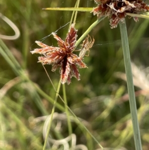 Cyperus lhotskyanus at Lake George, NSW - 17 Dec 2022 04:48 PM