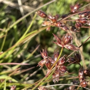 Juncus homalocaulis at Lake George, NSW - 17 Dec 2022 04:50 PM