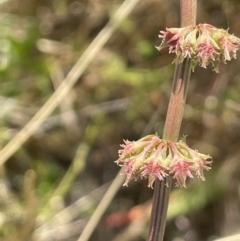 Rumex brownii (Slender Dock) at Lake George, NSW - 17 Dec 2022 by JaneR