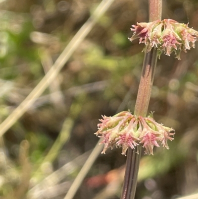 Rumex brownii (Slender Dock) at Lake George, NSW - 17 Dec 2022 by JaneR